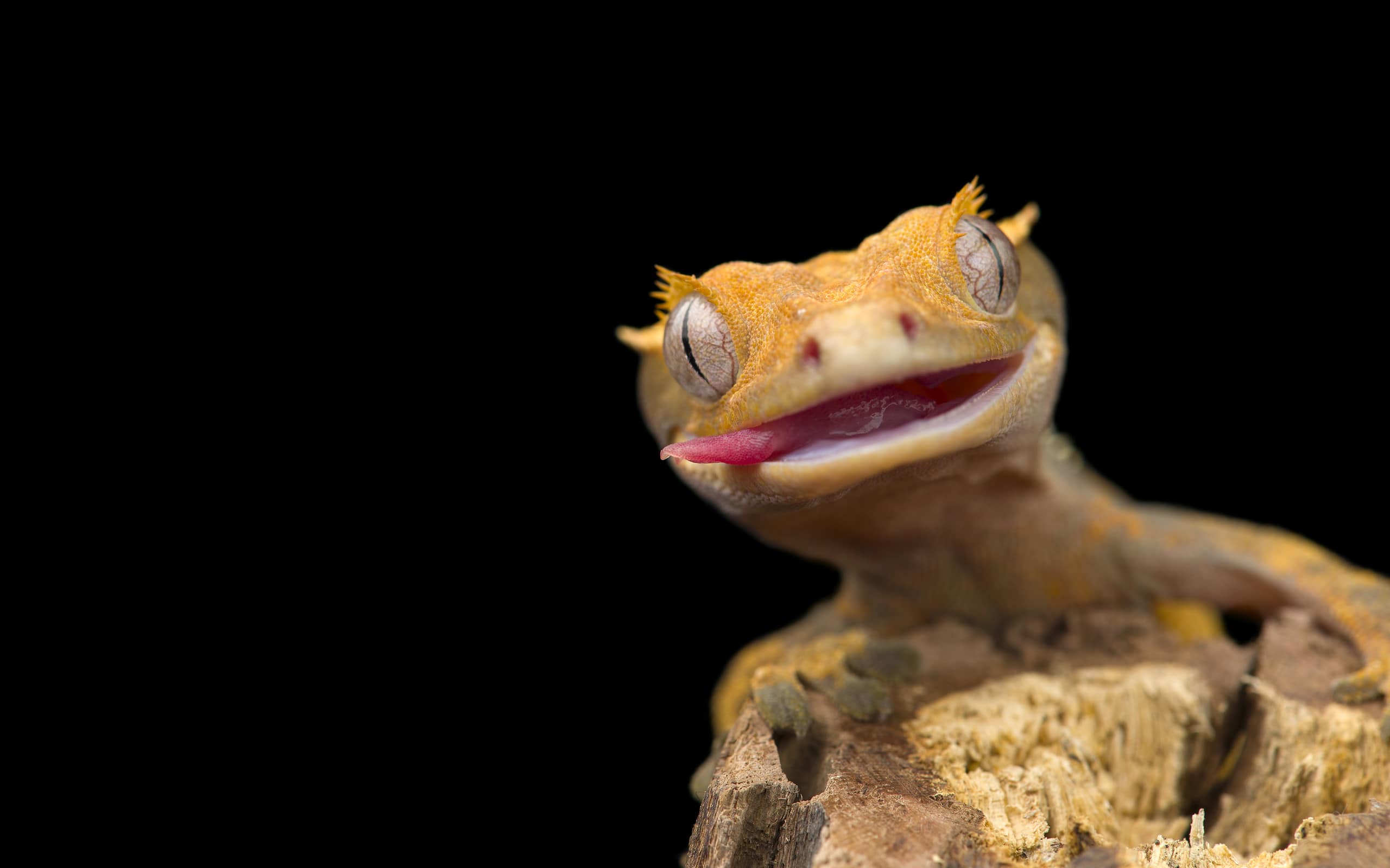 The Top 10 Most Types of Pet Geckos