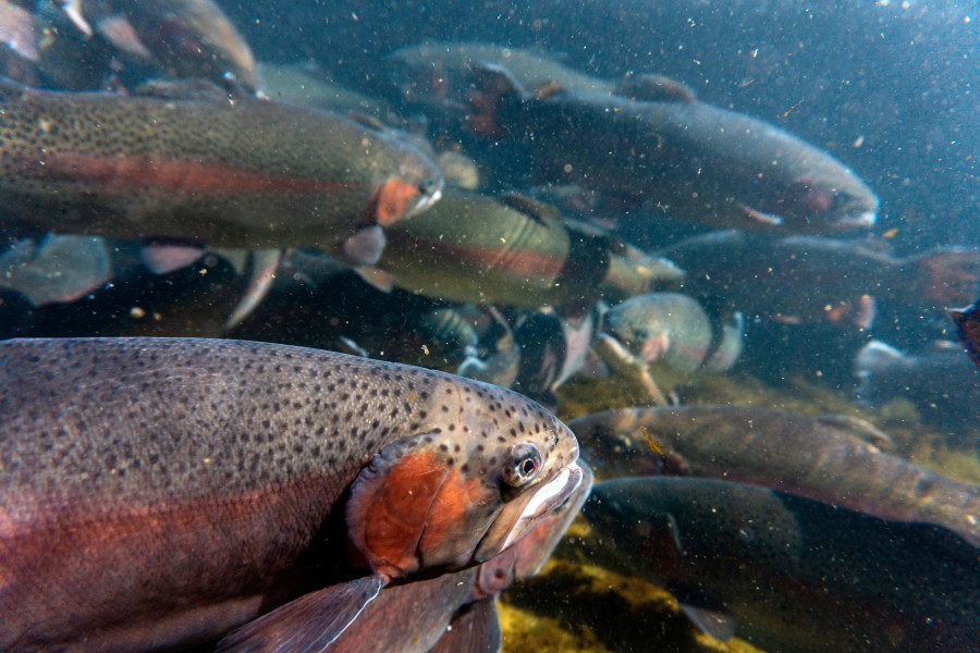 Original West Virginia trout stocking locations reinstated for 2024