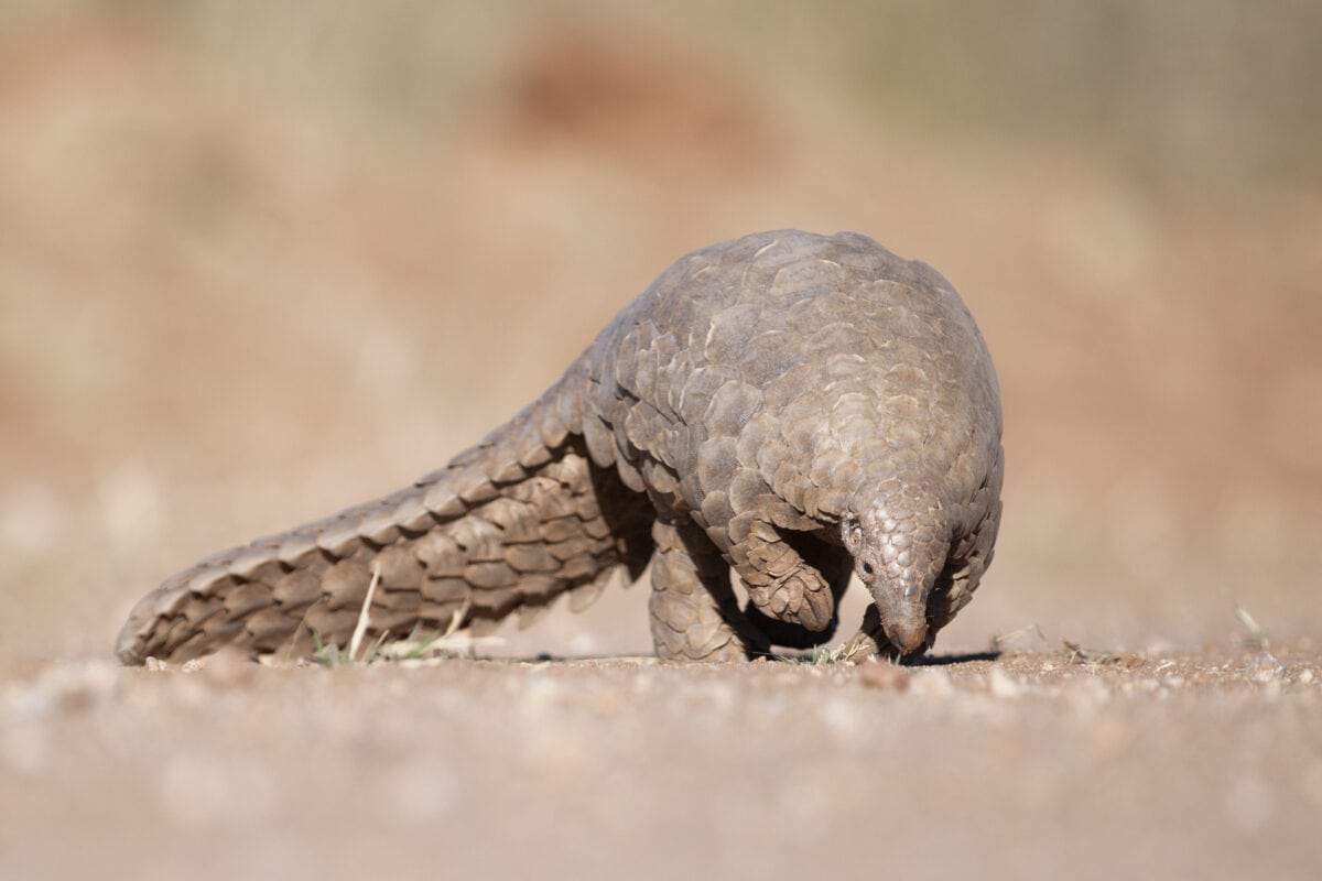 <p>Armored yet affectionate, pangolin pups are carried on their mother’s tail, learning the</p> <p> art of curling into a protective ball. Their unique appearance captivates all who see them.</p>