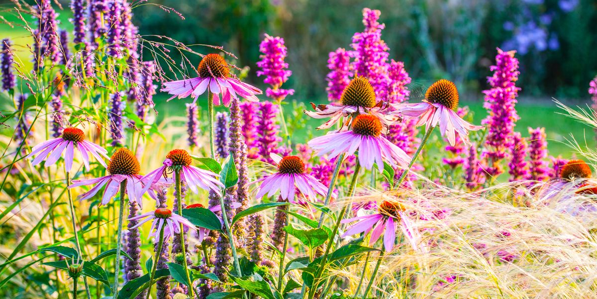 How to Design and Grow a Cutting Garden