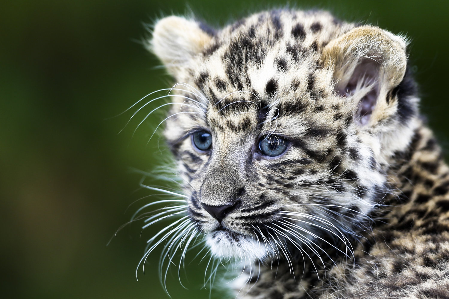 sjælden leopard har født to killinger i ree park safari