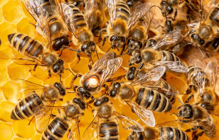 A gentle tap on the hive reveals honeybee health
