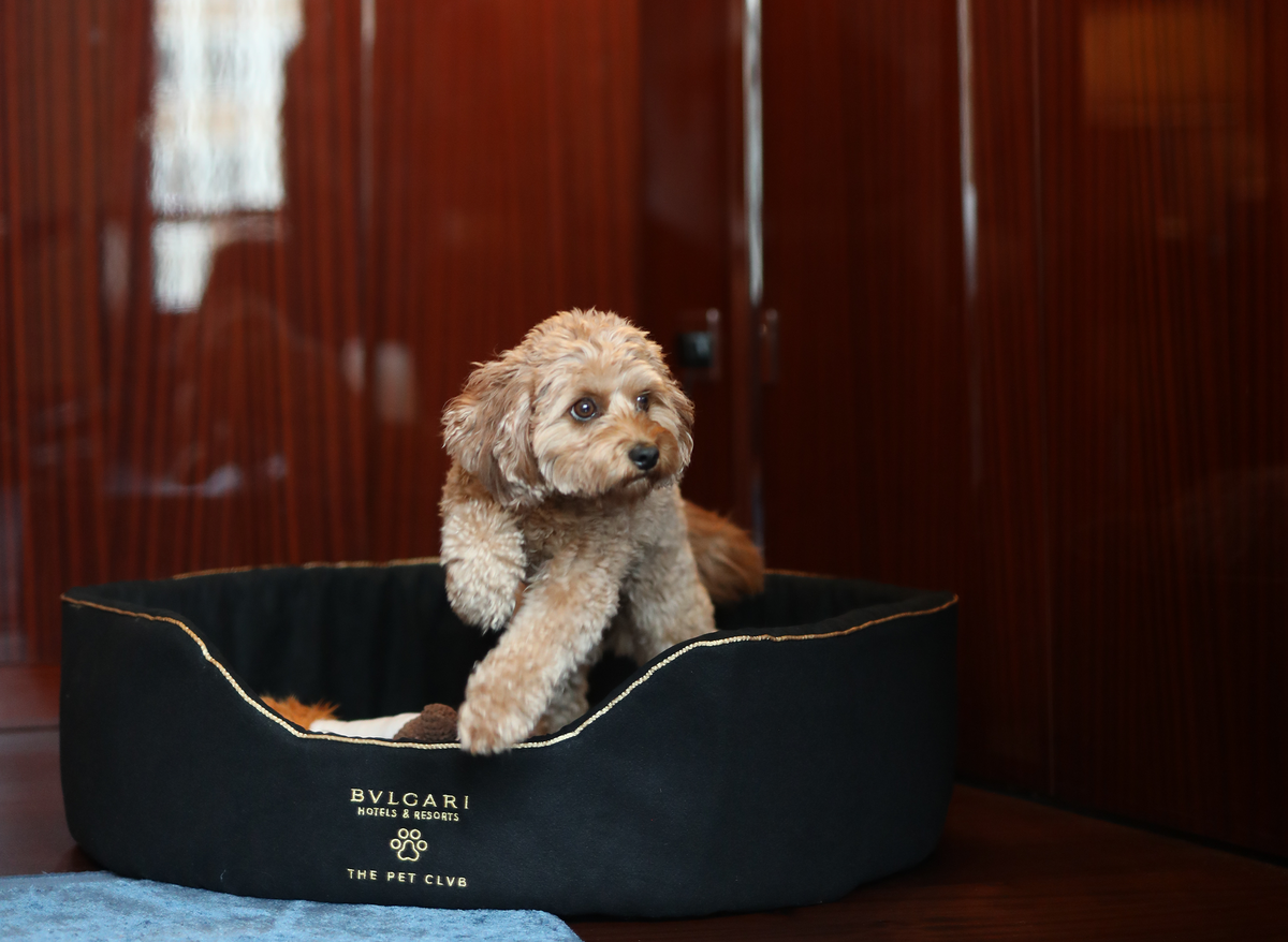 These are the best dogfriendly hotels in London for a minibreak
