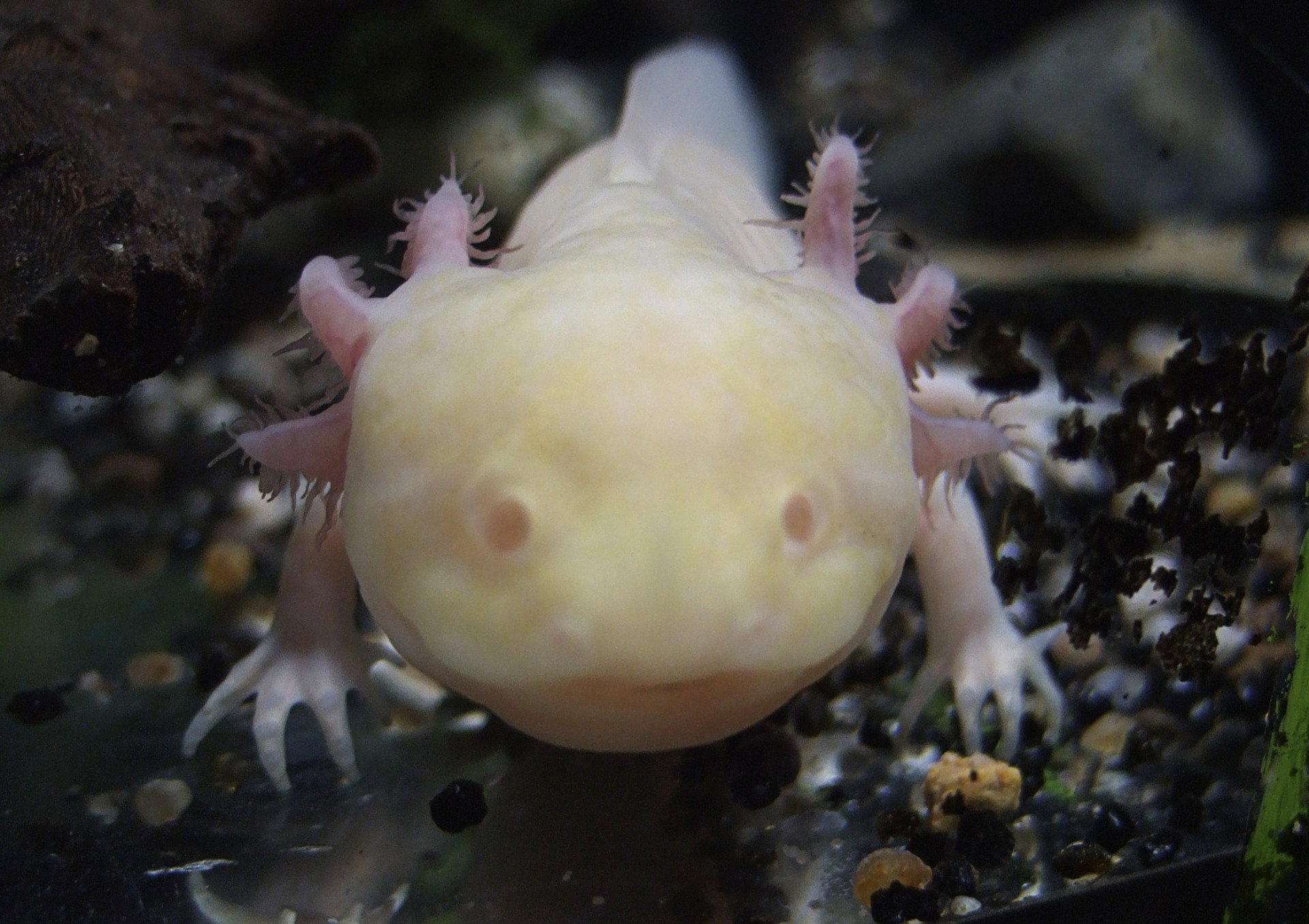 L’Axolotl: un monstre aquatique aztèque en danger critique d'extinction