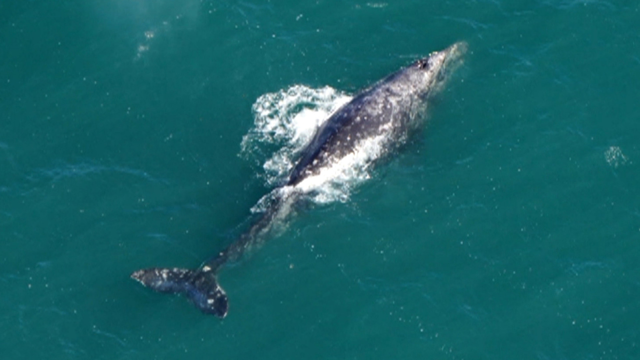 Rare gray whale, extinct in the Atlantic for 200 years, spotted