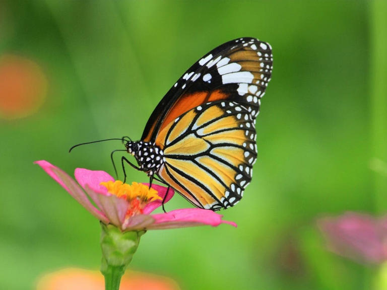 Native Plants In The Garden Topic Of Holmdel Open Space Talk