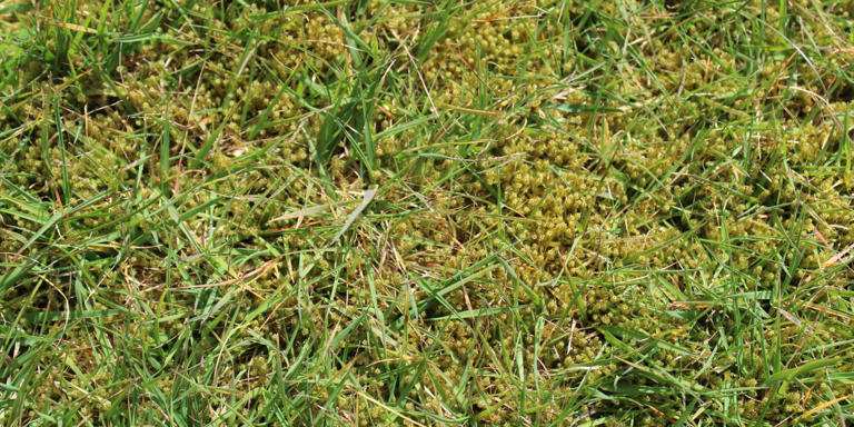 Spring Lawn Restoration: Conquering Moss for a Lush Yard