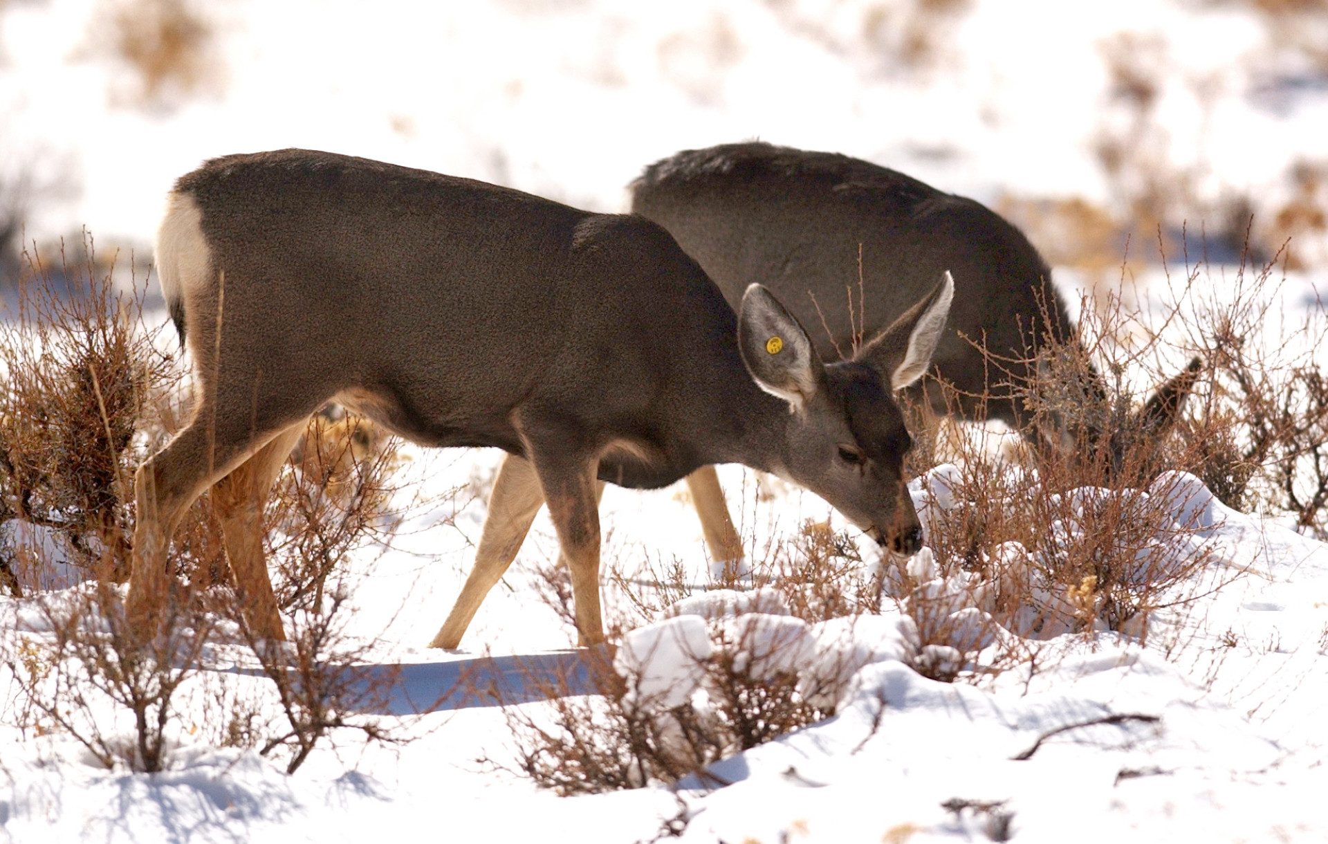 What is zombie deer disease?