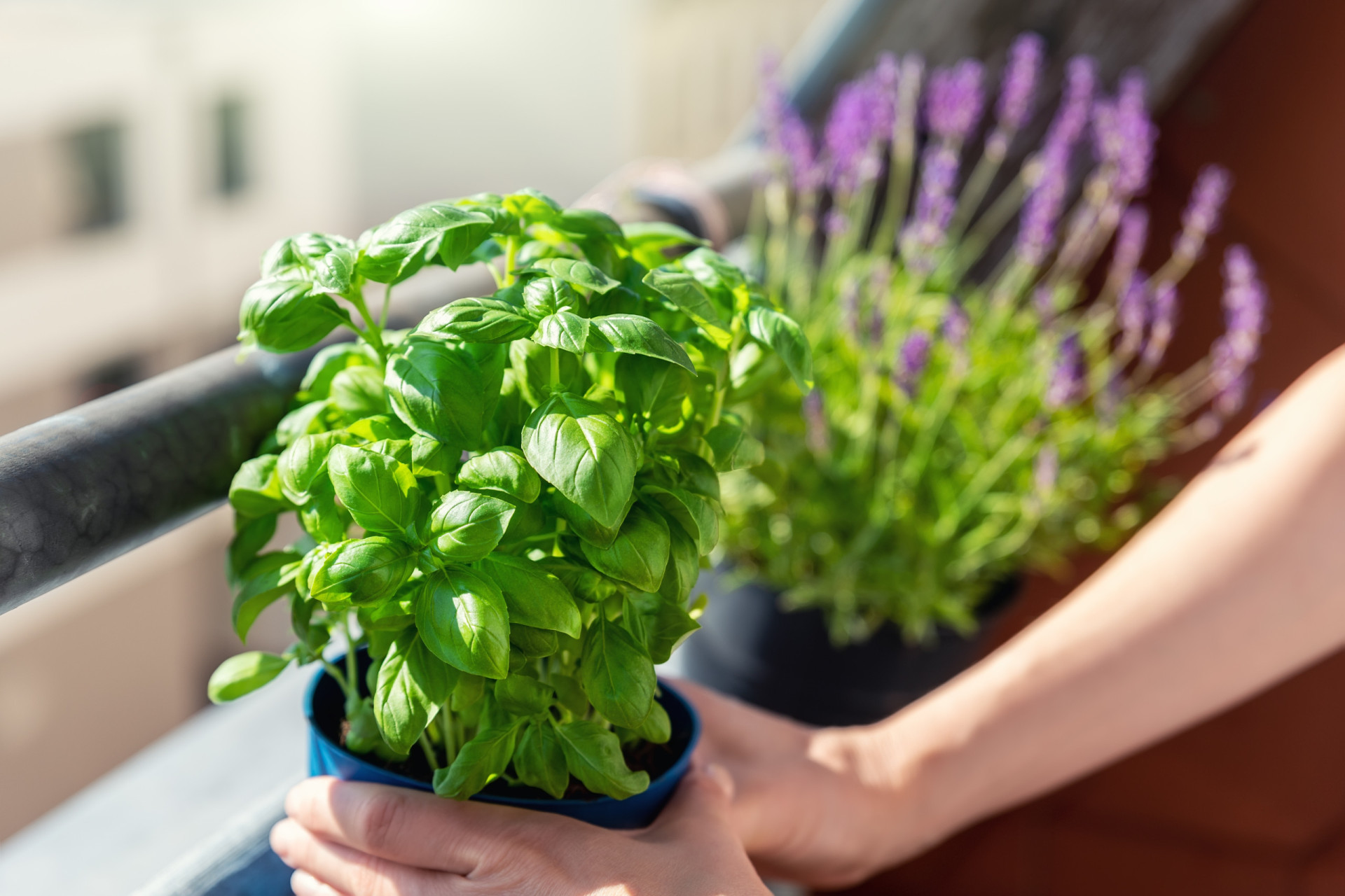 30 good luck plants to bring fortune into your home