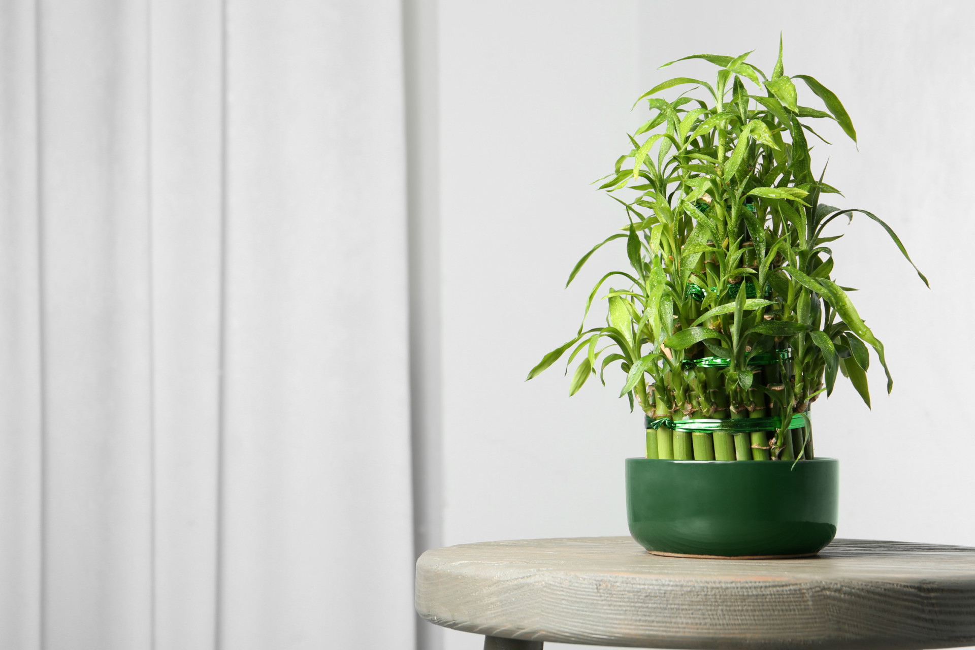 30 good luck plants to bring fortune into your home