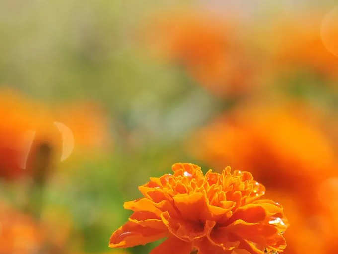 10 Best Summer Flowers For The Perfect Home Garden | Times Of India