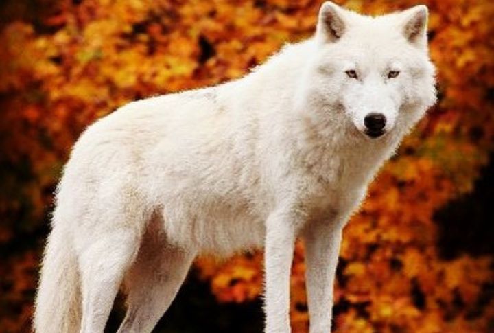<p>Canis lupus arctos, commonly known as the Arctic Wolf, is native to Greenland, Alaska, and Canada’s High Arctic region. The coats of these wolves are white all year round, which helps them blend in with their snow-covered surroundings. It’s incredible how they can withstand the severity of the winter months and go weeks without food.</p>