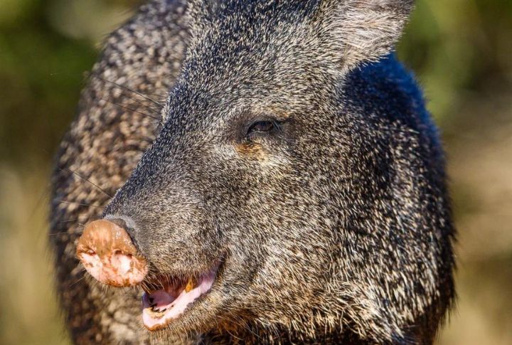 <p>Also called a peccary or skunk, it’s a hoofed animal that resembles a pig. Like many others on this list, they are at risk of extinction from extreme hunting of their meat and hides. As intelligent animals, javelinas live in groups, which helps them survive as their herds can defend their territory.</p>