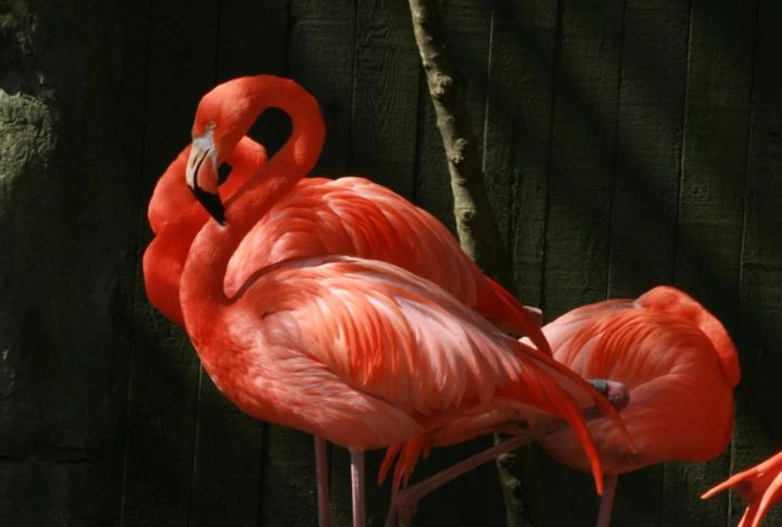 <p>The American Flamingo (Phoenicopterus ruber), native to the US, is distinguished by its long, slender neck and legs. These amusing species get their vivid pink color from eating shrimp and algae, and they also sleep standing up on just one leg. In raising their young, flamingoes create room for one big egg in their mud nest and successfully rare their young in waters too harsh for most other creatures to survive.</p> <p>The post <a href="https://housely.com/15-amazing-animals-you-can-only-find-in-north-america/">15 Amazing Animals You Can Only Find in North America</a> appeared first on <a href="https://housely.com">Housely</a>.</p>