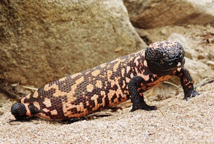 <p>Despite its seemingly terrifying name, the Gila Monster is slow and doesn’t attack people. It was once abundant in the Gila River Basin, where it derives its name, but due to illegal wildlife trade and habitat loss, this animal now has “near threatened” status. You can tell it apart by its distinguished orange and black patches.</p>