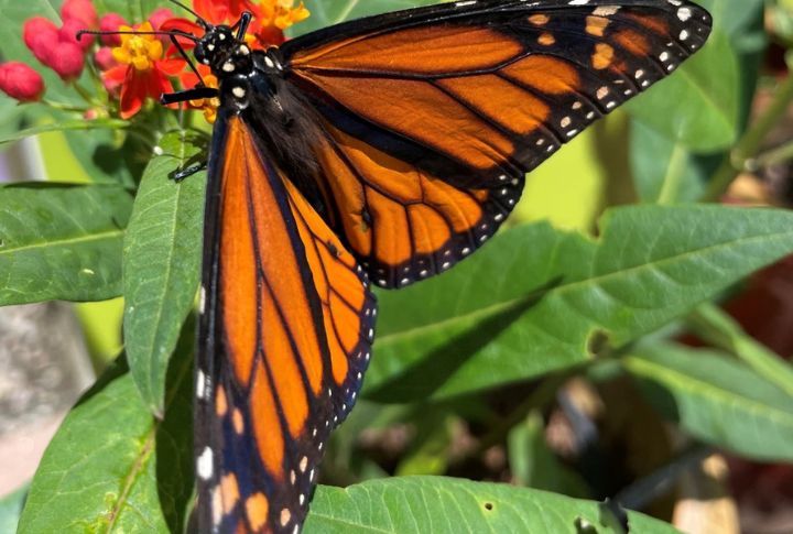<p>Researchers are still trying to figure out how these insects manage to travel across the continent, often attributing this to the magnetic pull of Earth and the sun’s location. After mating in one region, monarchs travel three to four generations before settling, exhibiting the most evolved migration among winged insects. These butterflies are symbols of change, transformation, and hope.</p>