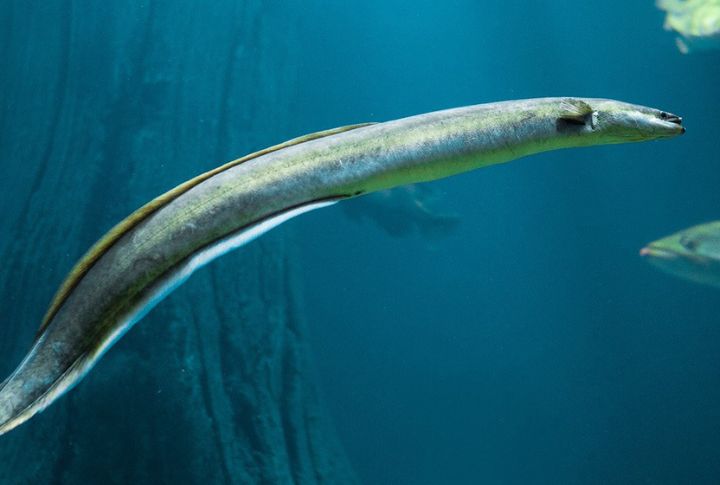 <p>American Eels can live up to 40 years before deciding to mate and have only one breeding population. They are the only catadromous fish in North America, meaning they live primarily in freshwater but return to the ocean to spawn.</p>