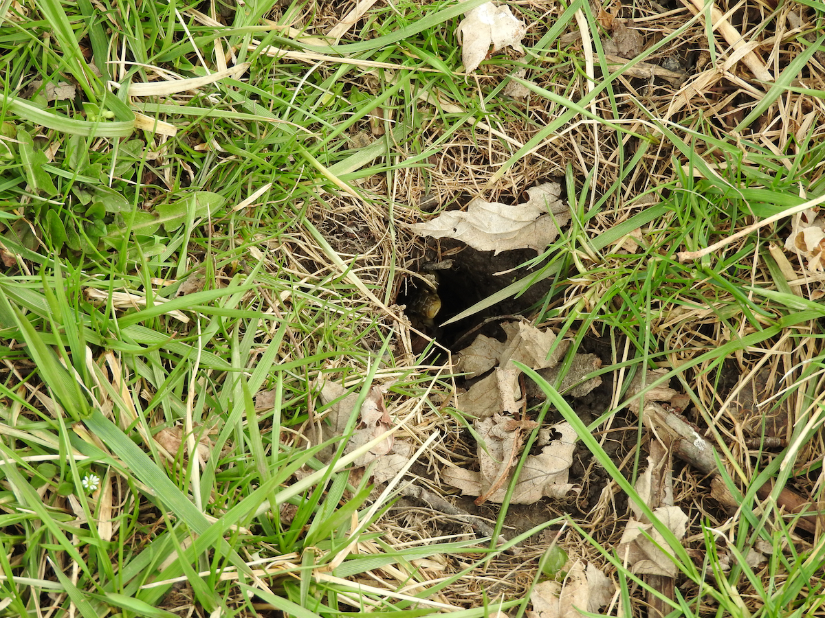 How To Spot Snake Holes In Your Yard—and What To Do If You Find Them