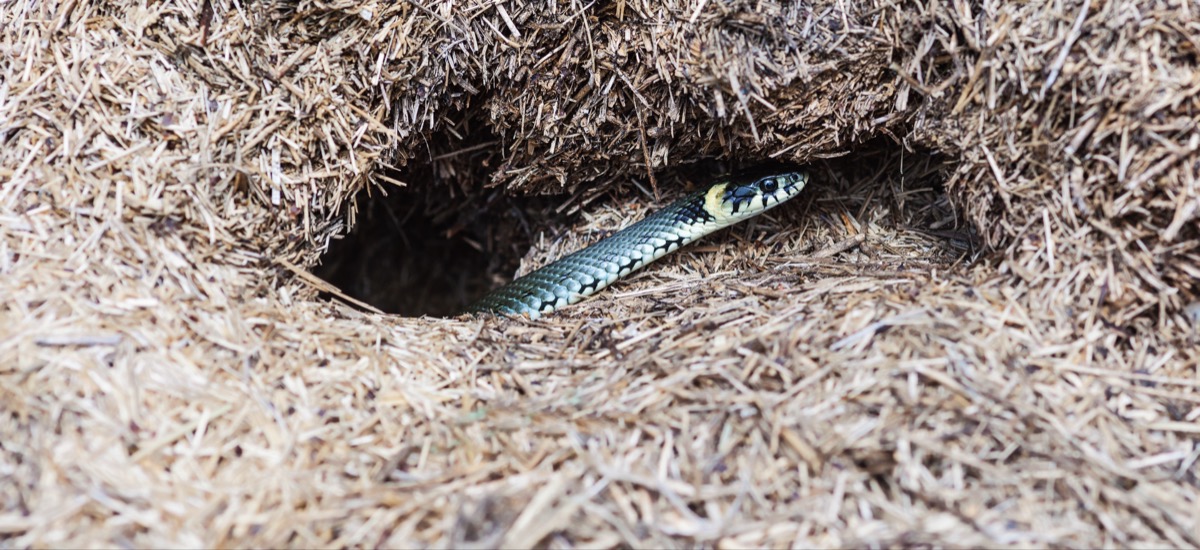 How To Spot Snake Holes In Your Yard—and What To Do If You Find Them