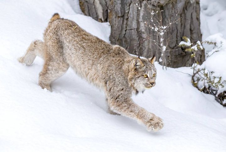 <p>The Canadian Lynx is native to North America, including Alaska, Canada, Maine, Minnesota, and Colorado. You could distinguish this animal by its dense fur, large paws, and black-tufted ears. This rare breed lives in snowy regions and is classed as regionally endangered in the northern parts of America.</p>