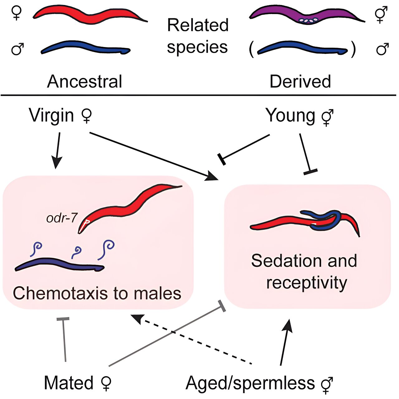 Study On Mating Behaviors Offers Clues Into The Evolution Of Attraction   BB1juRHu.img