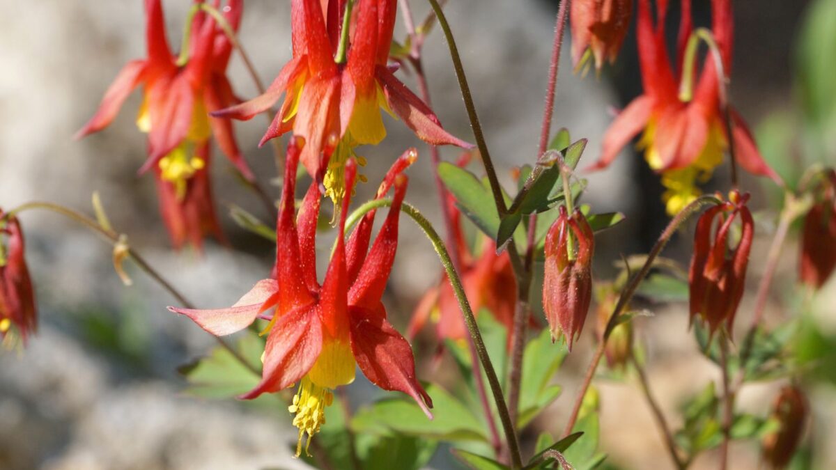 11 Vibrant Perennial Red Flowers