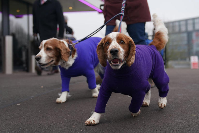 Crufts 2024 where you can watch this year’s dog show