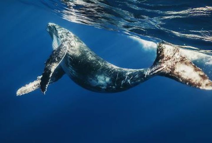 <p>These creatures are endangered due to hunting, vessel strikes, and commercial whaling for their blubber which can be used to make oil. Despite being the only living member of the baleen family, these animals still manage to be unique, beautiful, and graceful. Like humans, they play, sing, cooperate, and nurture friendships.</p>