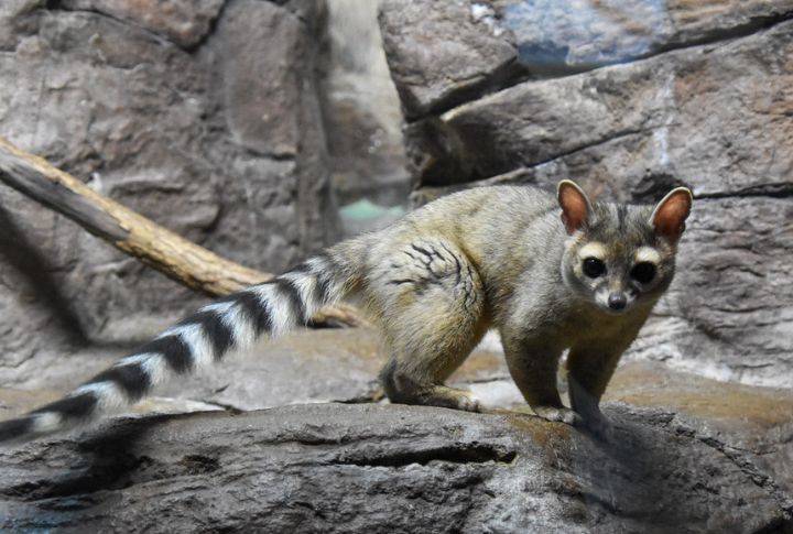 <p>Although often confused with the Ringtail Lemur, the Ringtail belongs to the raccoon family. The magnificent quality about the species is that they can survive for a long time without drinking water, getting it instead from the food they eat. Its scientific name (Bassariscus astutus) translates to “ring-tailed cat” and “clever little fox” despite not being related to these animals.</p>