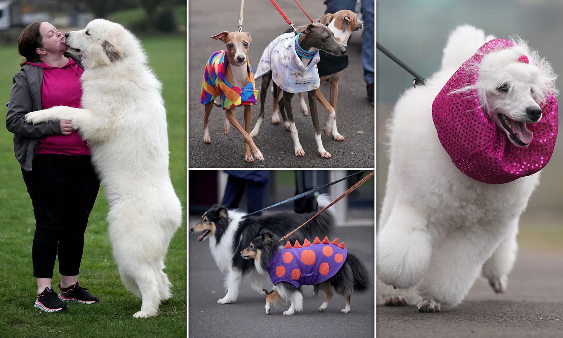 Crufts 2024 World's most prestigious dog show kicks off as pooches and