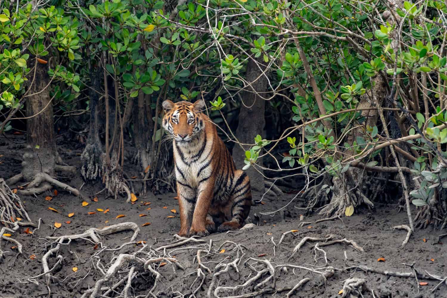 <ul> <li><strong>Location:</strong> Bangladesh</li> <li><strong>Known For:</strong> Being a biodiverse forest and home to the royal Bengal tiger</li> </ul> <p>Nature lovers enjoy visiting the Sundarbans Reserve Forest. However, the rising sea is a significant contributing factor to the disappearance of the Sundarbans. <a href="https://zerocarbon-analytics.org/archives/justice/loss-and-damage-in-the-sundarbans">Four islands</a> have completely disappeared under water: Suparibhanga, Kabasgadi, Bedford, and Lohachara, which led to the displacement of 6,000 families. Deforestation and pollution also contribute to the disappearance of the Sundarbans Forest.</p>