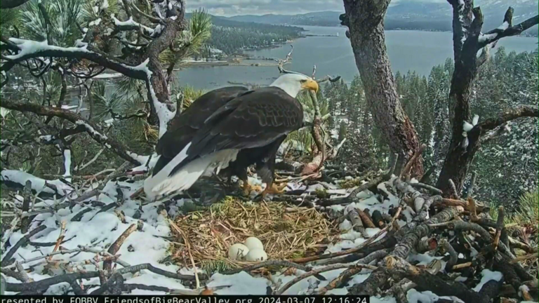 First ‘pip’ confirmed for Big Bear bald eagles Jackie and Shadow