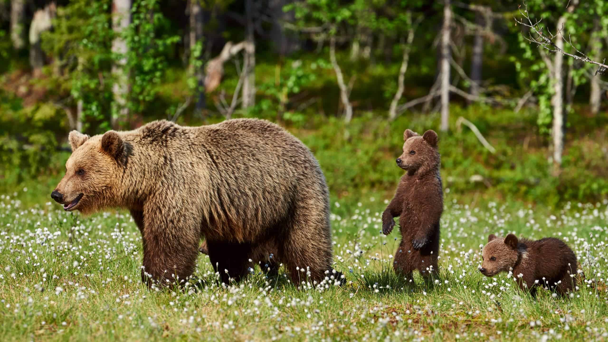 <p>To protect your backyard and pets from these <a href="https://www.animalsaroundtheglobe.com/playful-encounter-between-two-brown-bears-in-the-finnish-wilderness-1-170977/">giant creatures</a>, consider locking up pet food in your house or garage. In addition, if you love to feed outdoor pets and birds, clean the leftovers. Don’t leave pet and bird food outside unattended.</p> <p>If you have outdoor dogs and cats and you love to feed birds, don’t leave their food outside. Bears are omnivores, meaning that their diet consists of meat and plants. They can be attracted by the pet food you leave outside for your pets and even the seeds you feed the local birds!</p>