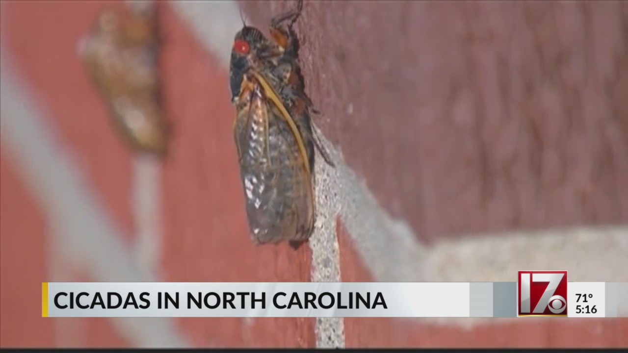 Cicadas to hit 200-year high in North Carolina this spring