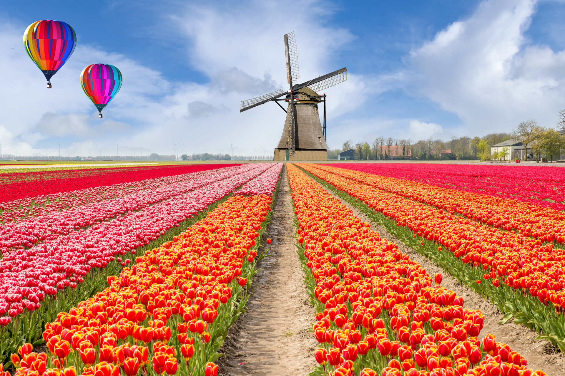 Les plus beaux champs de fleurs du monde