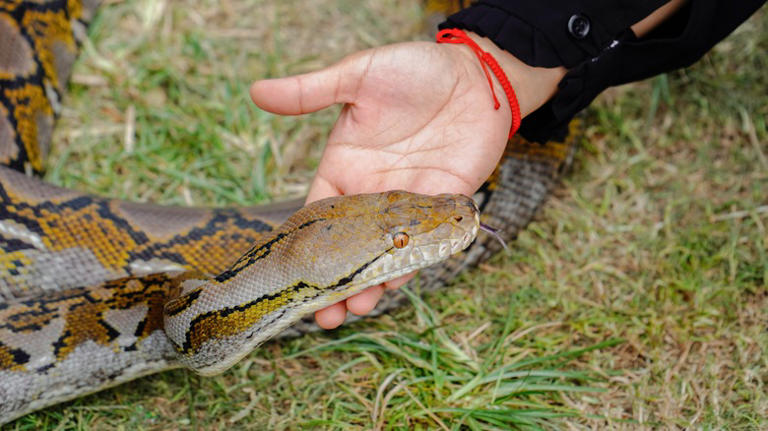 Our Pest Control Expert Shares The Best Way To Get Rid Of Snakes Under ...