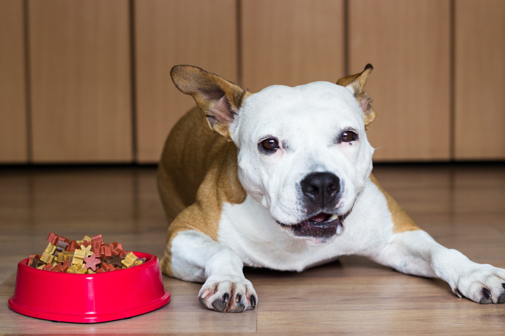 Image showcasing Canine cognitive dysfunction: what happens when your dog develops ...