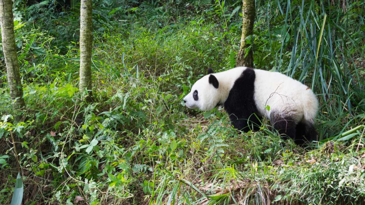 <p>China’s famous animal, the Giant Panda, is a huge tourist attraction for people wanting to glimpse the cute mammals. The Conservation and Research Center for the Giant Panda near Chengdu attracts travelers worldwide to experience a panda up close and personal. In the southern region of the country, tourists can feel the thrill of seeing wild tigers in the Hunan and Jiangxi provinces.</p>