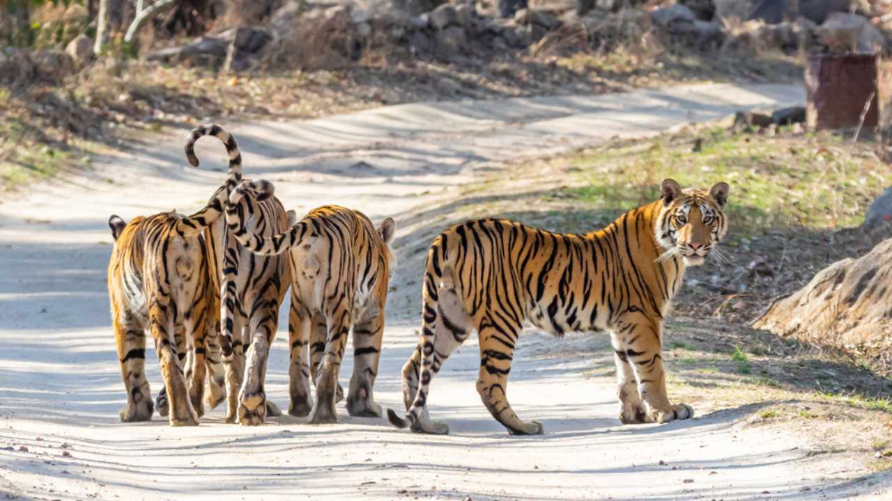 <p>Booking an Indian safari can allow you to view a variety of breathtaking animals like Indian tigers, Asiatic lions, Indian elephants, Indian rhinoceros, and Indian leopards. For a more up-close viewing, tourists can head over to the Khana Tiger Reserve, where they can take tours and learn about these beautiful creatures.</p>