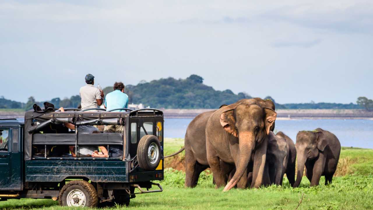 <p>Sri Lanka is home to many national parks like Yala National Park and Wilpattu National Park, both offering once-in-a-lifetime experiences to see elephants in the wild. These gentle giants are also available to get up close and personal with at sanctuaries such as Pinnawala Elephant Orphanage and Millennium Elephant Foundation. Both places allow elephant lovers to interact and learn about these massive mammoths and how the foundations aim to protect them.</p>