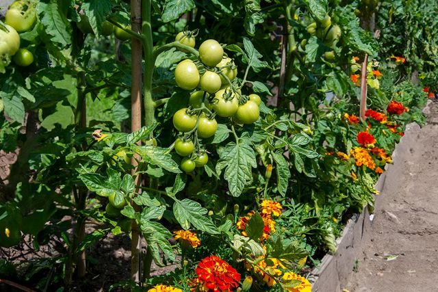 The Best Companion Plants For Tomatoes Plus Tips To Make Sure Yours Thrive   BB1jvtIH.img