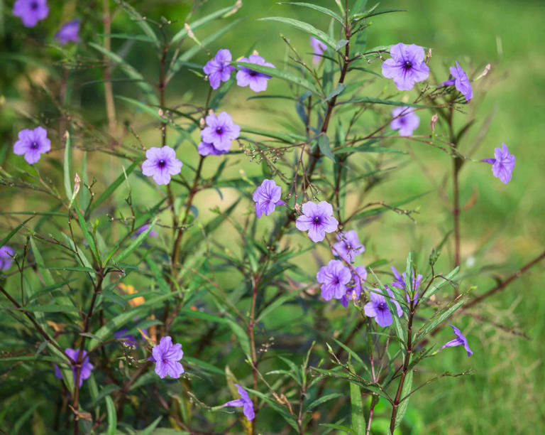 Growing and Caring for Mexican Petunias: Everything You Need To Know