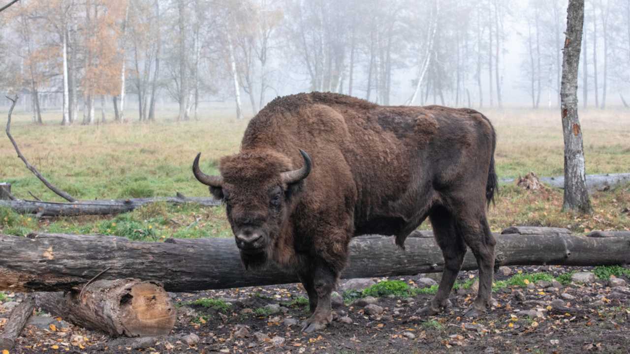 <p>This northern European nation is a hot spot for people looking to observe some beautiful wildlife. The country is home to bison, elk, foxes, eagles, and wolves. Visitors can snap pictures of these elegant creatures by visiting national parks like Aukstaitija, Dzukija, and Kursiu Nerija National Park.</p>