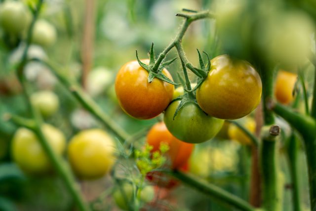 The Best Companion Plants For Tomatoes Plus Tips To Make Sure Yours Thrive   BB1jvyH8.img