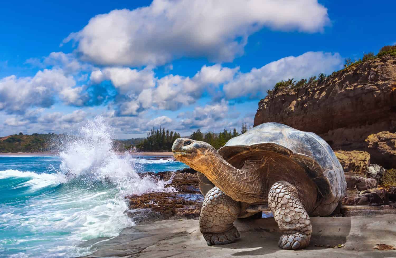 <ul> <li><strong>Location:</strong> Republic of Ecuador</li> <li><strong>Known For:</strong> Giant tortoises and a link to famed scientist Charles Darwin</li> </ul> <p>The Galapagos Islands in Ecuador of South America are in jeopardy of disappearing; some predict this could happen by 2100. However, climate change, the influx of tourists, and volcanic activity leave the Galapagos Islands vulnerable. In 10 years, the Islands will be significantly impacted.</p>