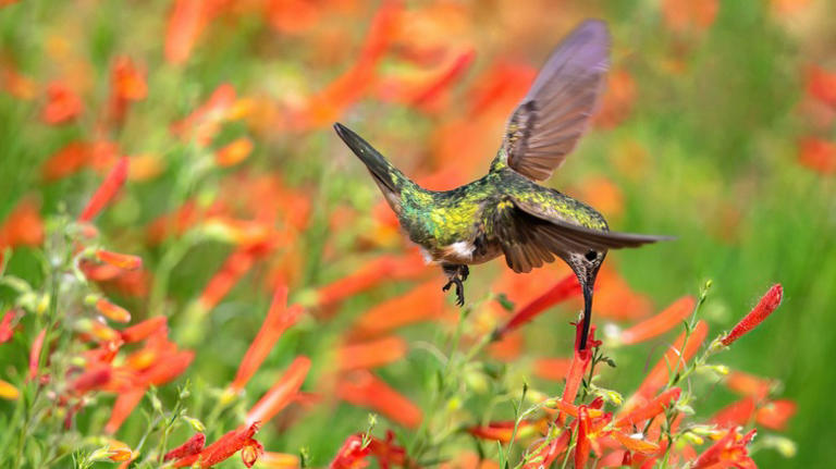 The Flowering Perennial That Hummingbirds Can't Get Enough Of