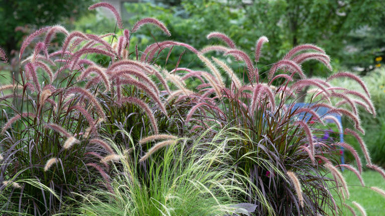 Mexican Feather Grass Is Beautiful, But You May Want To Avoid Growing It