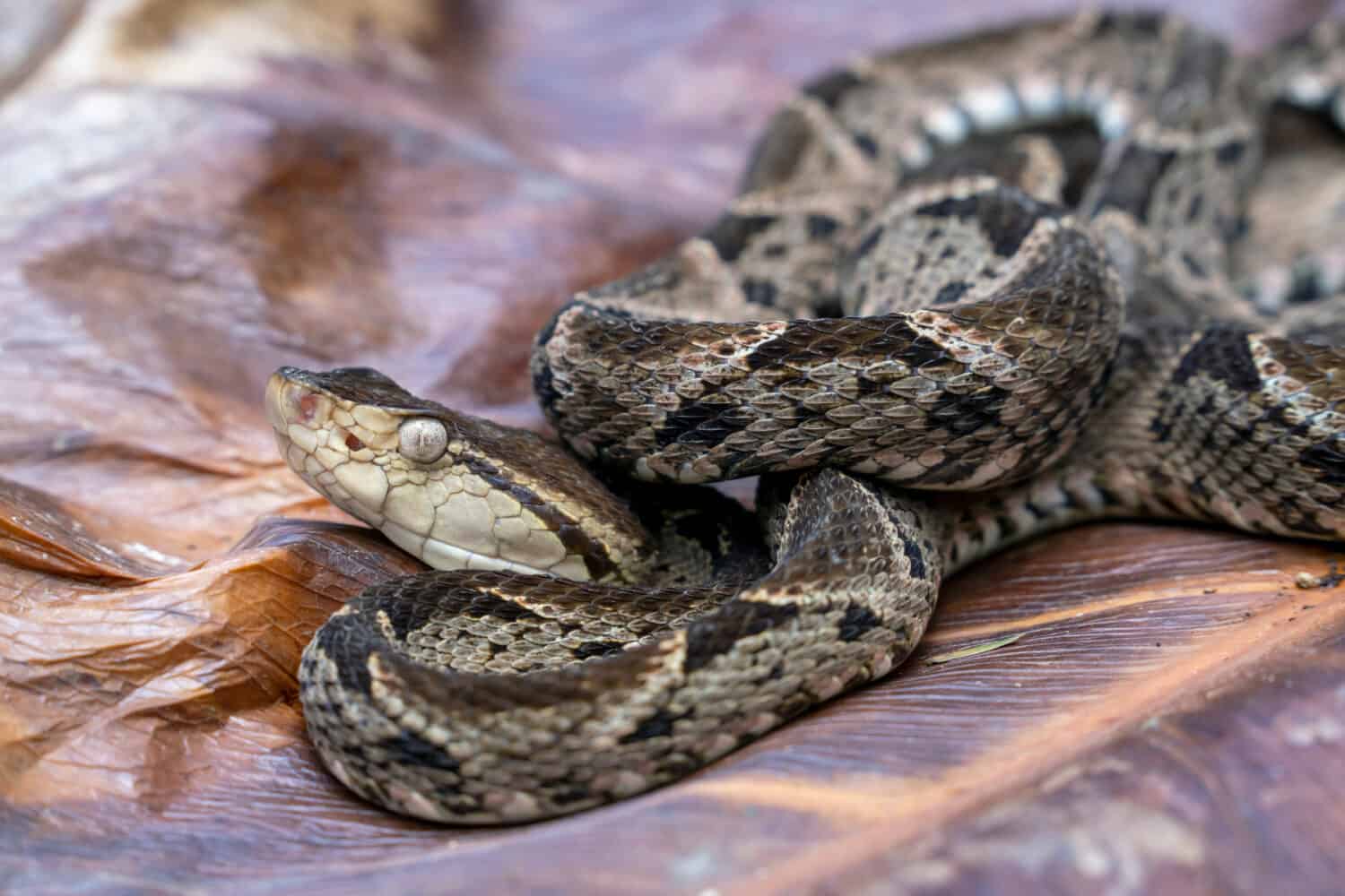 The 10 Most Venomous Snakes in the World