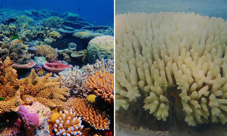 Great Barrier Reef bleaching: Hundreds of coral sites experience fifth ...