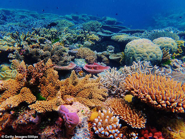 Great Barrier Reef bleaching: Hundreds of coral sites experience fifth ...